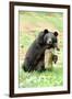 Moon Bear-Lantern Press-Framed Art Print