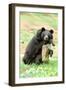 Moon Bear-Lantern Press-Framed Art Print