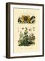 Moon Crab, 1833-39-null-Framed Premium Giclee Print