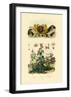 Moon Crab, 1833-39-null-Framed Premium Giclee Print