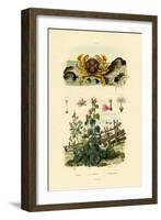 Moon Crab, 1833-39-null-Framed Giclee Print