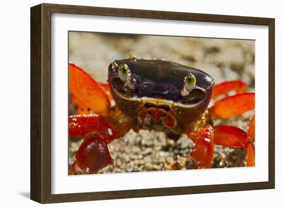 Moon Crab Close Up-null-Framed Photographic Print