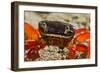 Moon Crab Close Up-null-Framed Photographic Print