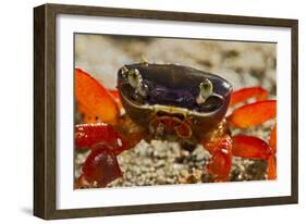 Moon Crab Close Up-null-Framed Photographic Print