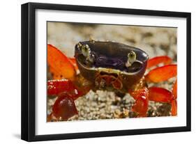 Moon Crab Close Up-null-Framed Photographic Print