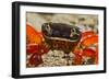 Moon Crab Close Up-null-Framed Photographic Print