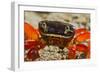 Moon Crab Close Up-null-Framed Photographic Print