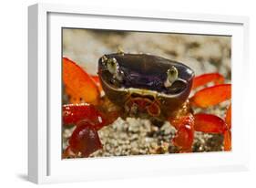 Moon Crab Close Up-null-Framed Photographic Print