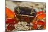 Moon Crab Close Up-null-Mounted Photographic Print