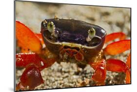 Moon Crab Close Up-null-Mounted Photographic Print