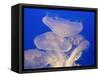 Moon jellies-Hal Beral-Framed Stretched Canvas