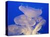 Moon jellies-Hal Beral-Stretched Canvas