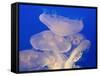 Moon jellies-Hal Beral-Framed Stretched Canvas