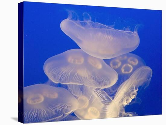 Moon jellies-Hal Beral-Stretched Canvas