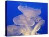 Moon jellies-Hal Beral-Stretched Canvas