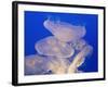 Moon jellies-Hal Beral-Framed Photographic Print