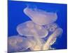 Moon jellies-Hal Beral-Mounted Photographic Print