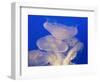 Moon jellies-Hal Beral-Framed Photographic Print