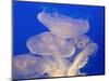 Moon jellies-Hal Beral-Mounted Photographic Print