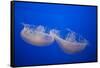 Moon Jelly Fish-Richard T. Nowitz-Framed Stretched Canvas