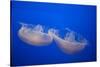 Moon Jelly Fish-Richard T. Nowitz-Stretched Canvas