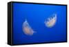 Moon Jelly Fish-Richard T. Nowitz-Framed Stretched Canvas