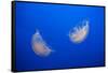 Moon Jelly Fish-Richard T. Nowitz-Framed Stretched Canvas