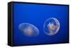 Moon Jelly Fish-Richard T. Nowitz-Framed Stretched Canvas