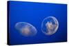 Moon Jelly Fish-Richard T. Nowitz-Stretched Canvas