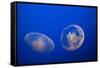 Moon Jelly Fish-Richard T. Nowitz-Framed Stretched Canvas