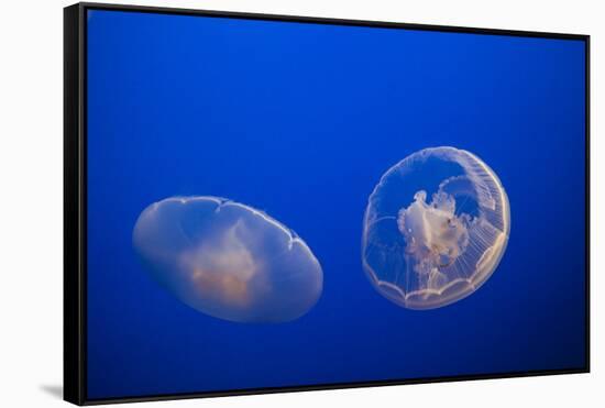 Moon Jelly Fish-Richard T. Nowitz-Framed Stretched Canvas