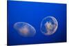 Moon Jelly Fish-Richard T. Nowitz-Stretched Canvas