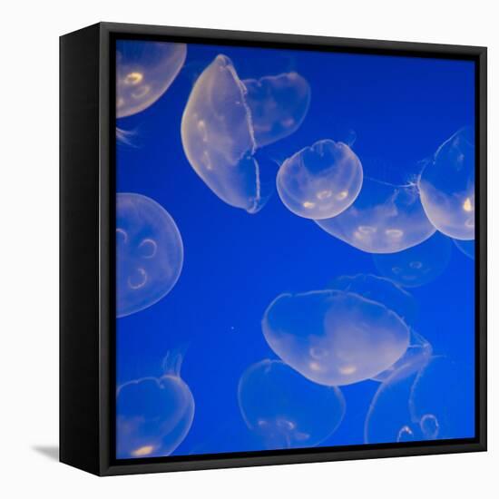 Moon Jelly Fish-Richard T. Nowitz-Framed Stretched Canvas