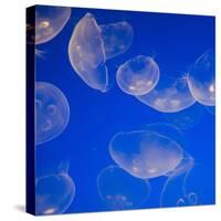 Moon Jelly Fish-Richard T. Nowitz-Stretched Canvas