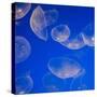 Moon Jelly Fish-Richard T. Nowitz-Stretched Canvas