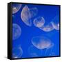 Moon Jelly Fish-Richard T. Nowitz-Framed Stretched Canvas