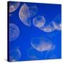 Moon Jelly Fish-Richard T. Nowitz-Stretched Canvas