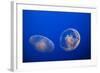 Moon Jelly Fish-Richard T. Nowitz-Framed Photographic Print