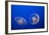 Moon Jelly Fish-Richard T. Nowitz-Framed Photographic Print