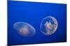 Moon Jelly Fish-Richard T. Nowitz-Mounted Photographic Print