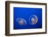 Moon Jelly Fish-Richard T. Nowitz-Framed Photographic Print