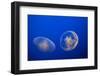 Moon Jelly Fish-Richard T. Nowitz-Framed Photographic Print