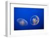 Moon Jelly Fish-Richard T. Nowitz-Framed Photographic Print