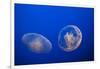 Moon Jelly Fish-Richard T. Nowitz-Framed Photographic Print