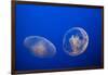 Moon Jelly Fish-Richard T. Nowitz-Framed Photographic Print