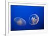 Moon Jelly Fish-Richard T. Nowitz-Framed Photographic Print