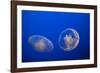 Moon Jelly Fish-Richard T. Nowitz-Framed Photographic Print