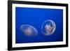 Moon Jelly Fish-Richard T. Nowitz-Framed Photographic Print