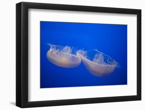 Moon Jelly Fish-Richard T. Nowitz-Framed Photographic Print