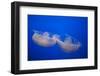 Moon Jelly Fish-Richard T. Nowitz-Framed Photographic Print